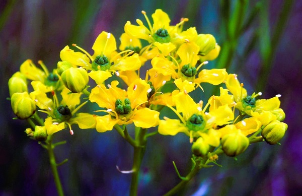 Rue (Ruta graveolens)