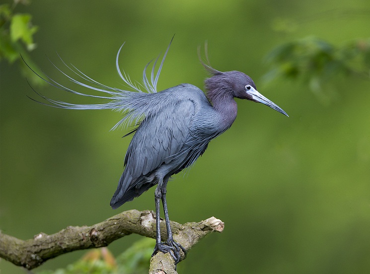 Little Blue Heron
