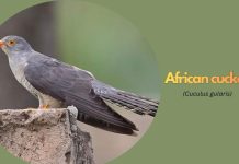African Cuckoo (Cuculus gularis) African Cuckoo