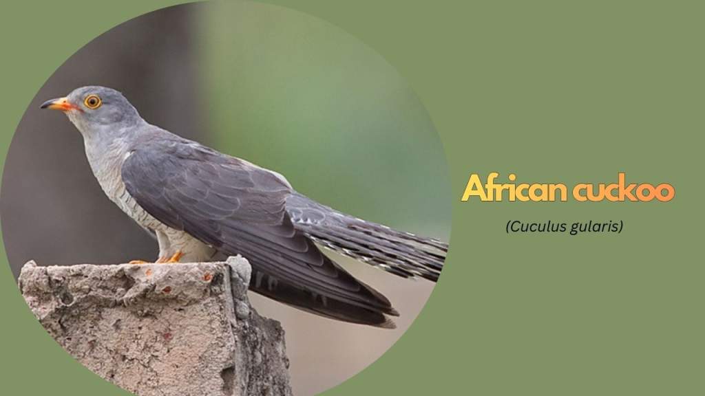 African Cuckoo