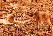Caracal Cat: The Ancient Desert Predator Often Mistaken for a Lynx Caracal Cat