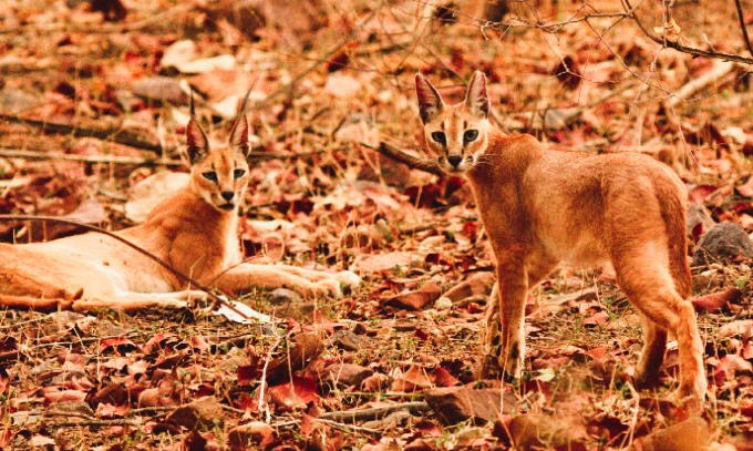 Caracal Cat