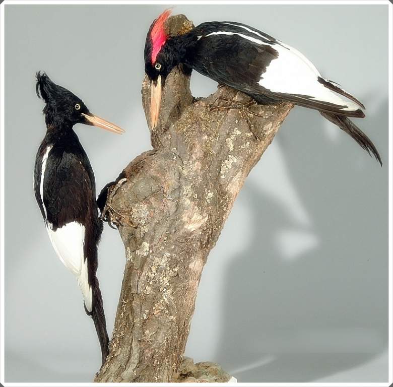 Imperial Woodpecker (Campephilus imperialis)