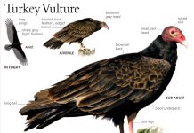 Turkey Vulture: Range, Behavior, Diet, and Unique Survival Traits Turkey Vulture