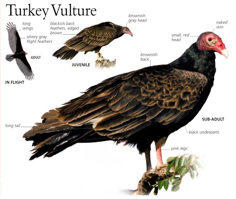 Turkey Vulture