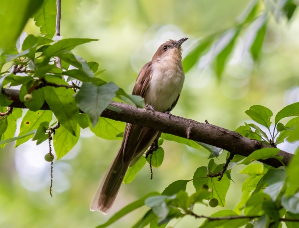 Black-billed Cuckoo