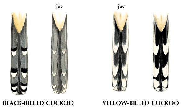 Undertail Patterns of American Cuckoo