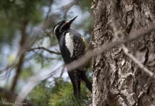 Williamson’s Sapsucker: Beauty in the Bark