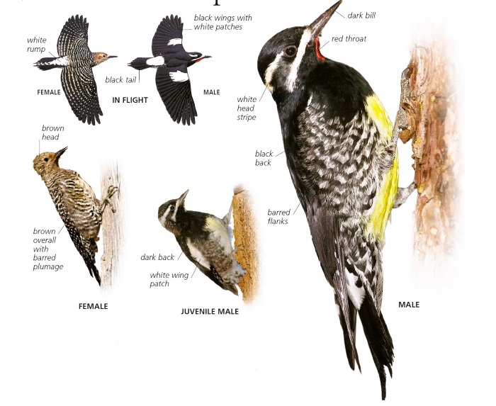 Williamson’s Sapsucker