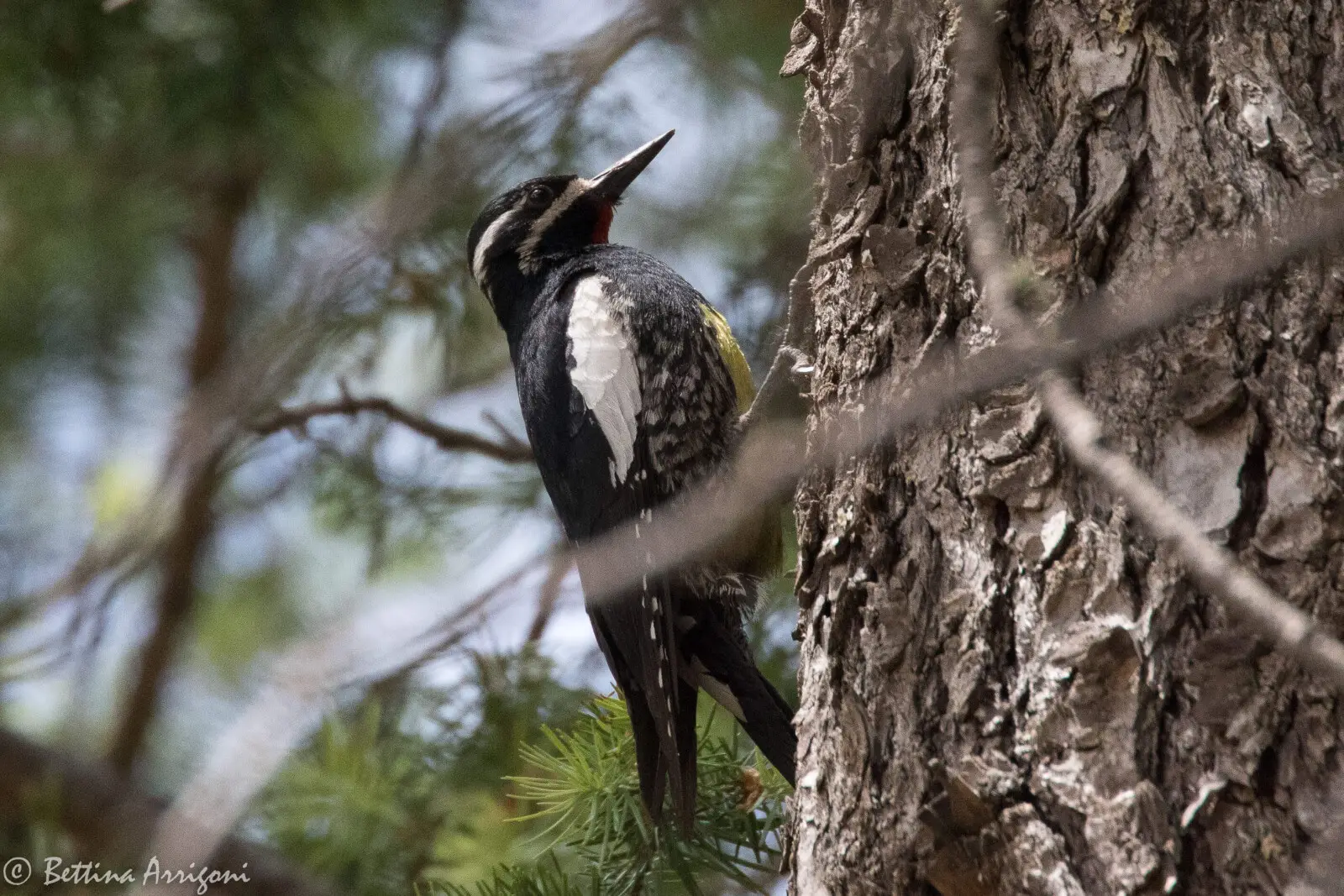 Williamsons Sapsucker Williamson’s Sapsucker