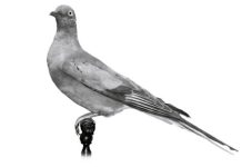 Passenger Pigeon: Existed in Colossal Numbers That No Longer With Us Passenger Pigeon—Once the most numerous bird on the planet, the graceful passenger pigeon was a very fast flyer.