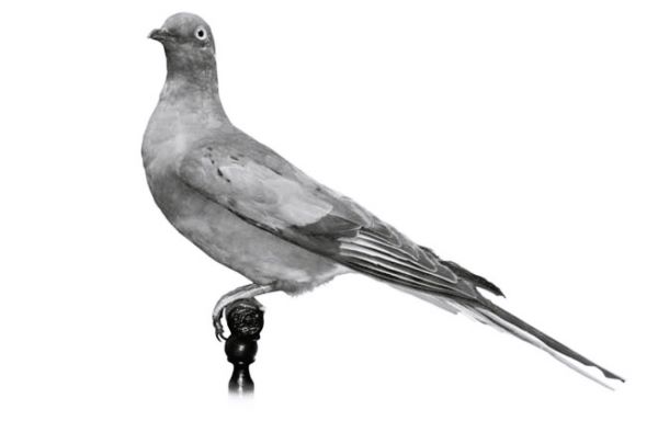 Passenger Pigeon—Once the most numerous bird on the planet, the graceful passenger pigeon was a very fast flyer.