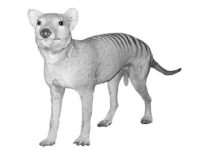 Thylacine—A stuffed skin of a thylacine. Thylacine—A stuffed skin of a thylacine (1) 00