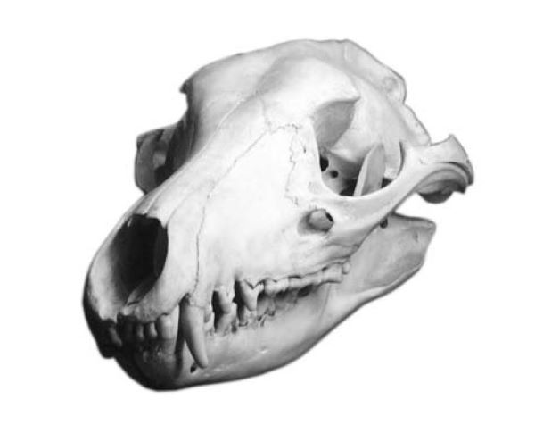 Thylacine—A stuffed skin of a thylacine (1) 00