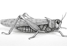 Rocky Mountain Locust: The Mystery and Swarm Vanished Rocky Mountain Locust
