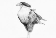 The History of the Quelili: How the Guadalupe Caracara Went Extinct Quelili—Collectors were remorseless in their pursuit of the quelili, and the last examples of this Guadalupe caracara were seen in 1901.