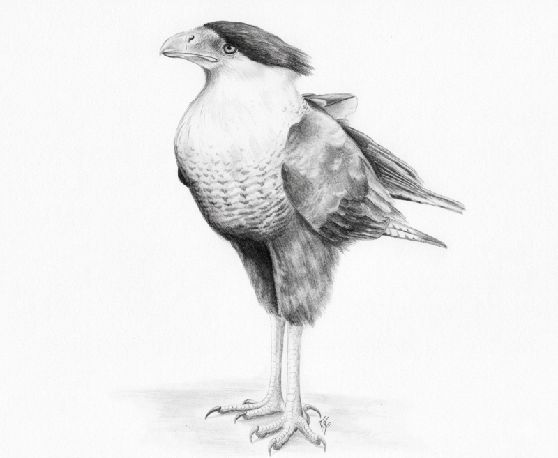 Quelili—Collectors were remorseless in their pursuit of the quelili, and the last examples of this Guadalupe caracara were seen in 1901.