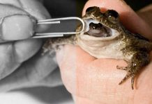 Gastric-Brooding Frog : The Extraordinary Frog That Became Extinct Gastric-Brooding Frog