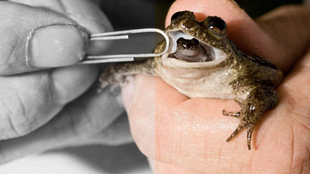 Gastric-Brooding Frog