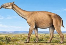 Litoptern: Strange Extinct Mammal of Prehistoric South America