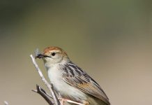 Tinkling Cisticola (Cisticola rufilata) Tinkling Cisticola