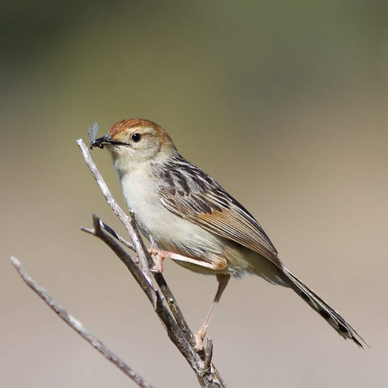 Tinkling Cisticola